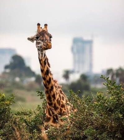 Best Time to Visit Nairobi National Park