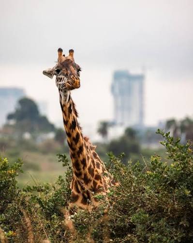 Best Time to Visit Nairobi National Park