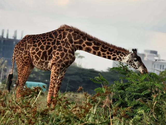 Activities in Nairobi National Park