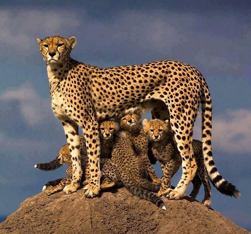 A cheetah and its cubs seen on a recent visit to Nairobi Park