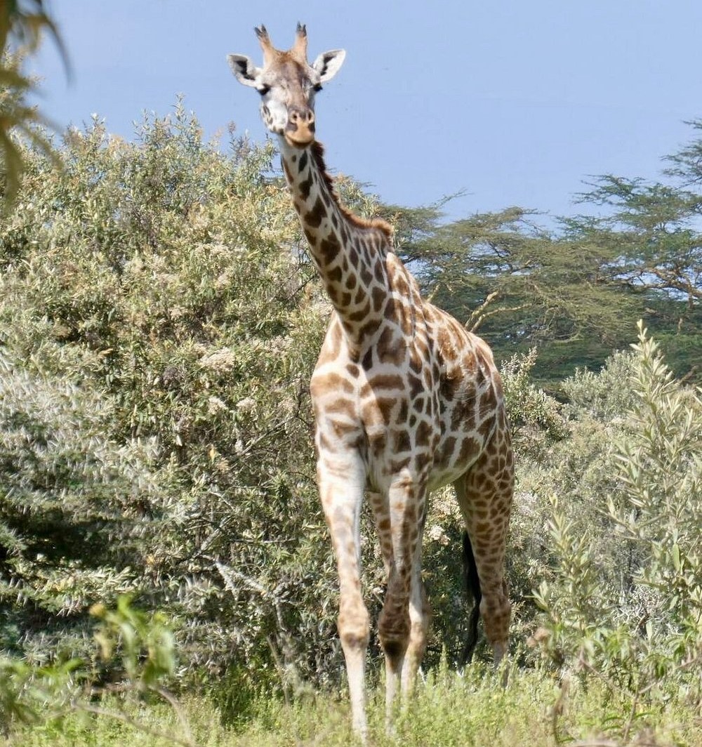 The Giraffe is the most common animal to be seen at Nairobi National Park