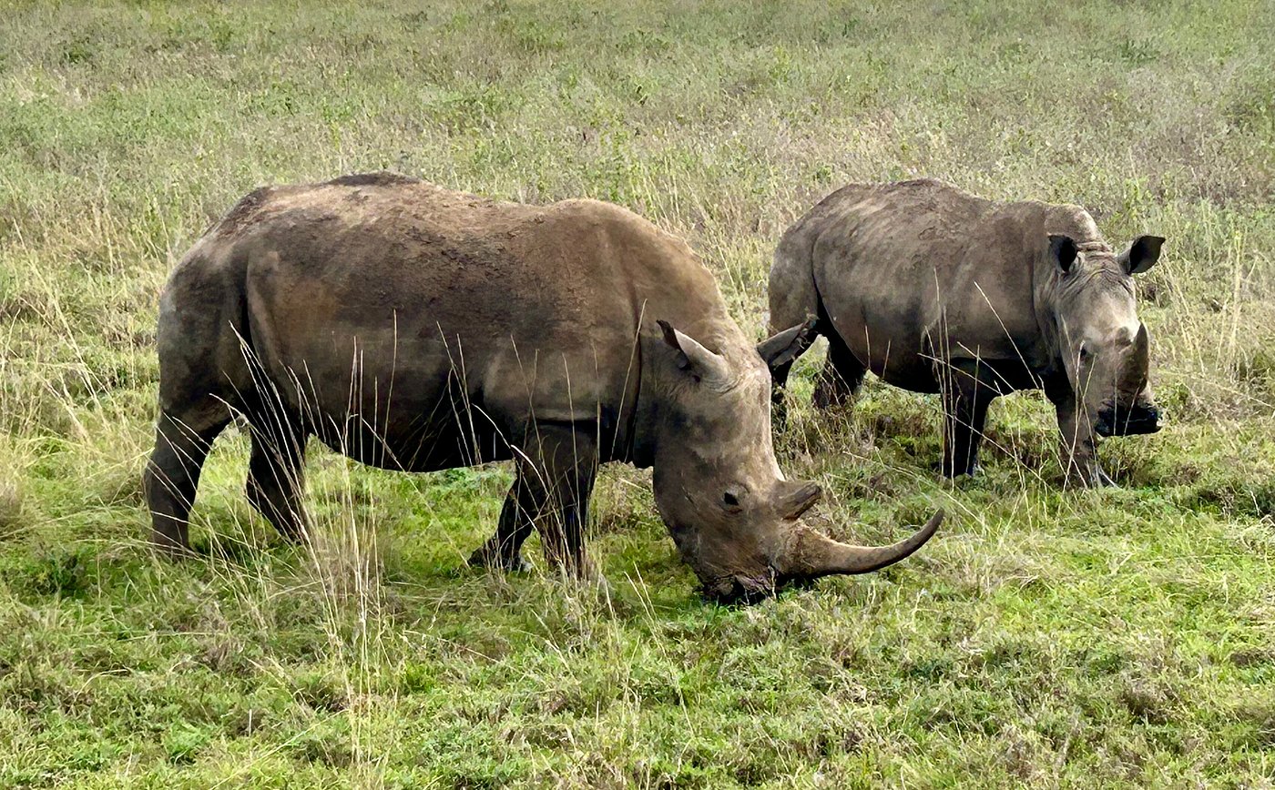 The black Rhinos of Nairobi Park