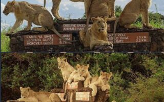 Lions sitting on a landmark with most of the frequently asked questions about Nairobi National Park
