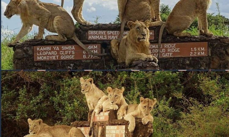 Lions sitting on a landmark with most of the frequently asked questions about Nairobi National Park