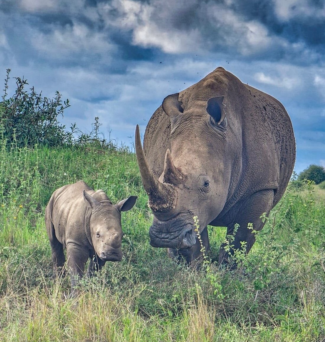 A white rhino with a baby at Nairobi Park