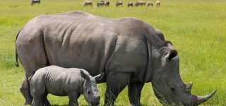 Top 10 Facts about the Nairobi National Park