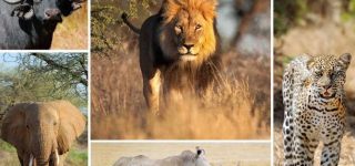 Nairobi National Park – The Ultimate Guide 2022