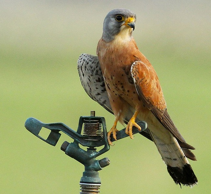 Bird watching in Nairobi National Park
