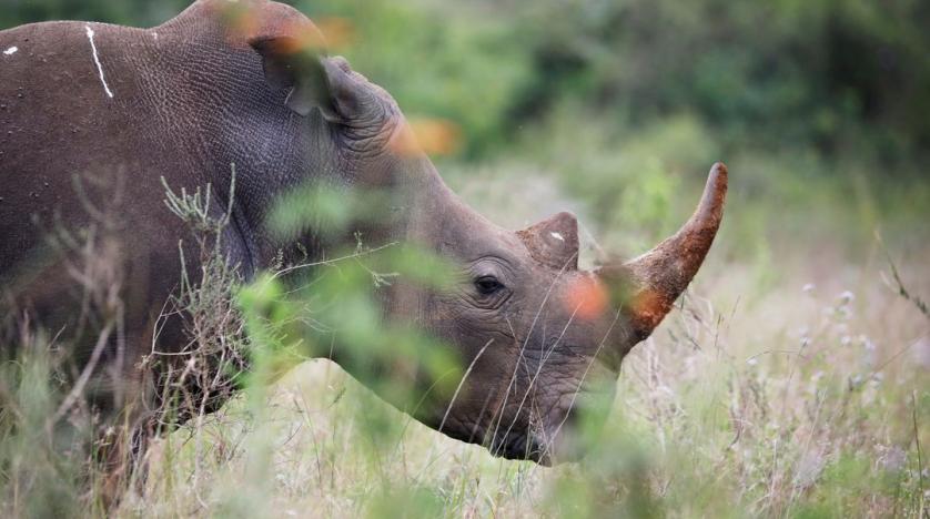 Nairobi National Black Rhinos