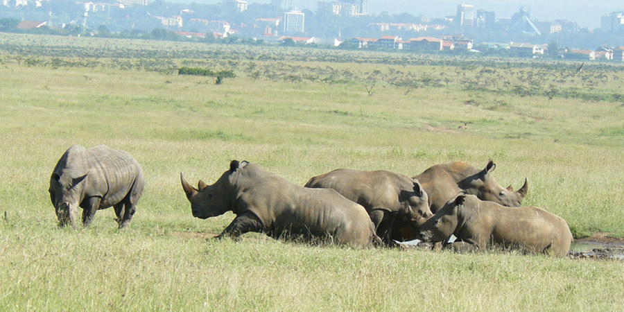 Nairobi National Park Big five