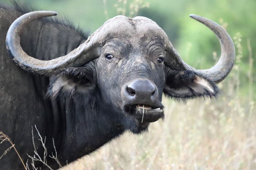 nairobi National park buffaloes 