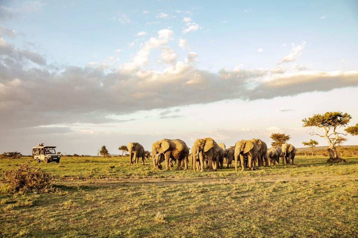 Maasai Mara national reserve