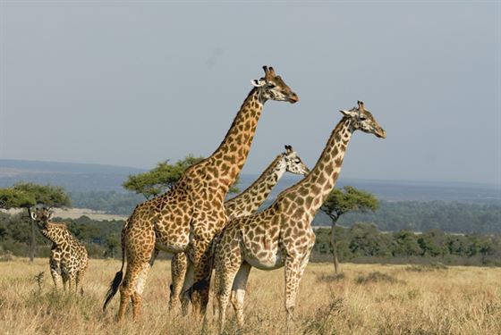 4 Things that make Maasai Mara safari experience a memorable one