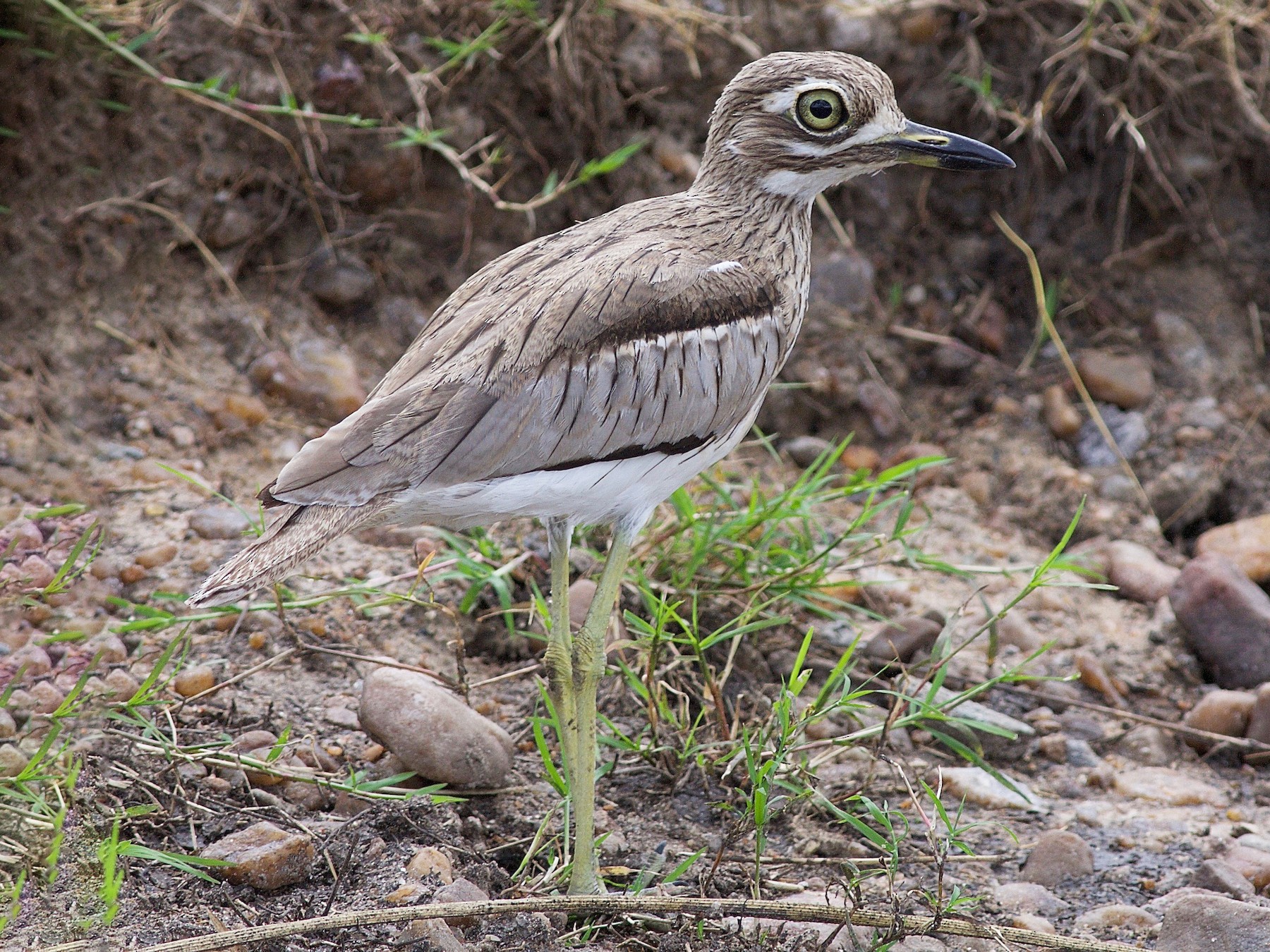 Bird Checklist of Meru National Park