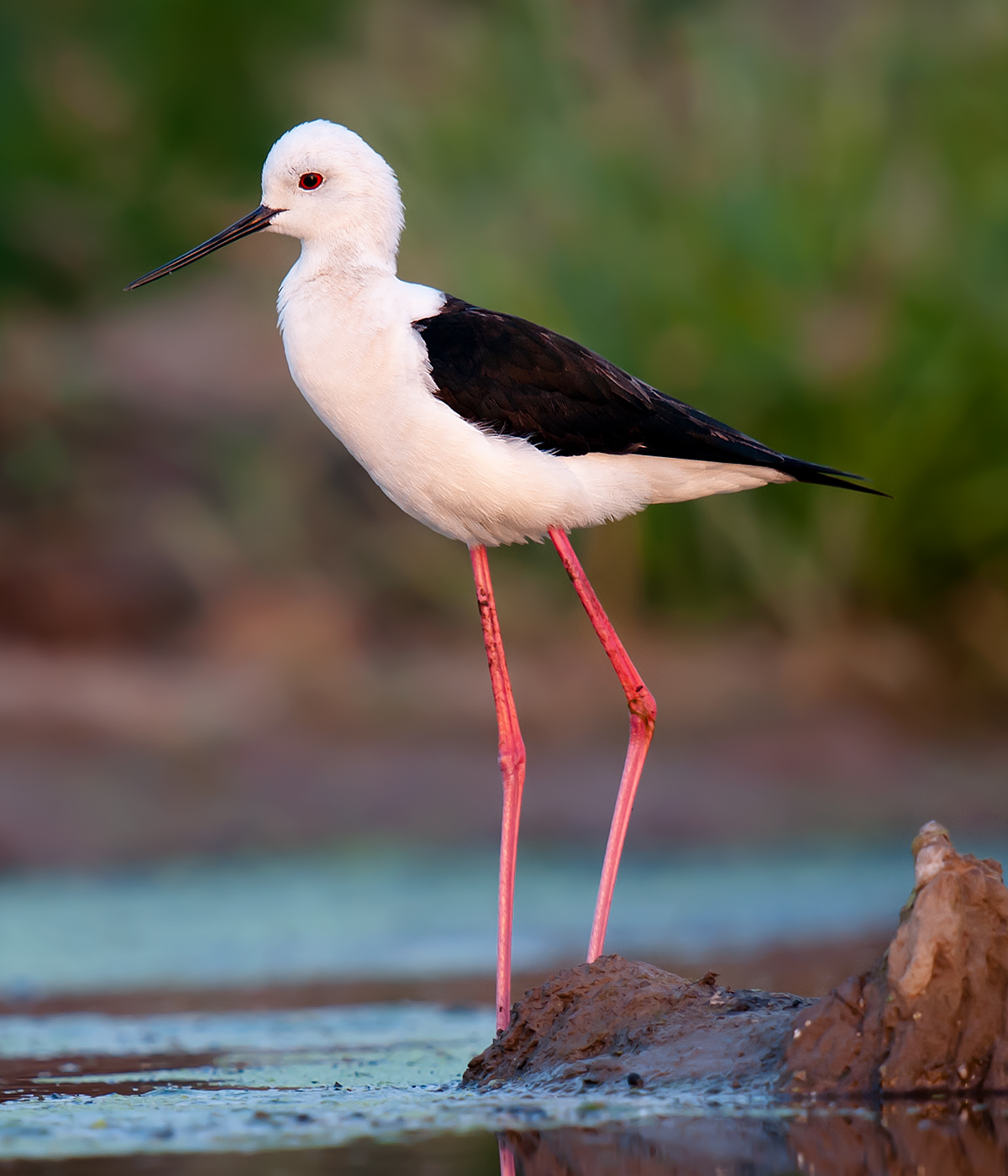Birds of Maasai Mara National Reserve