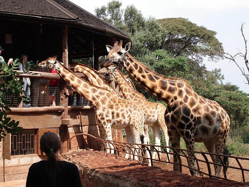 Meet the Giraffes | Nairobi Giraffe Center | Nairobi City Tours