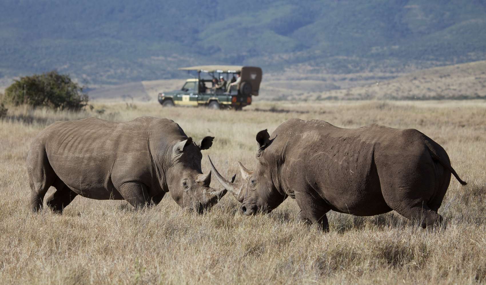 Rhino tracking safari in Kenya.