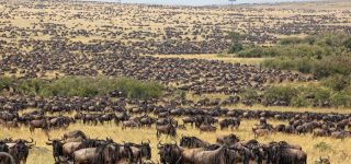 14 days Kenya and Tanzania Safari