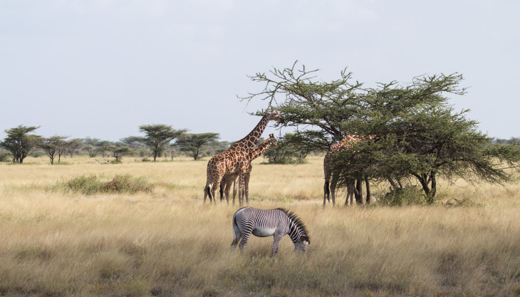 5 days Samburu and Amboseli safari