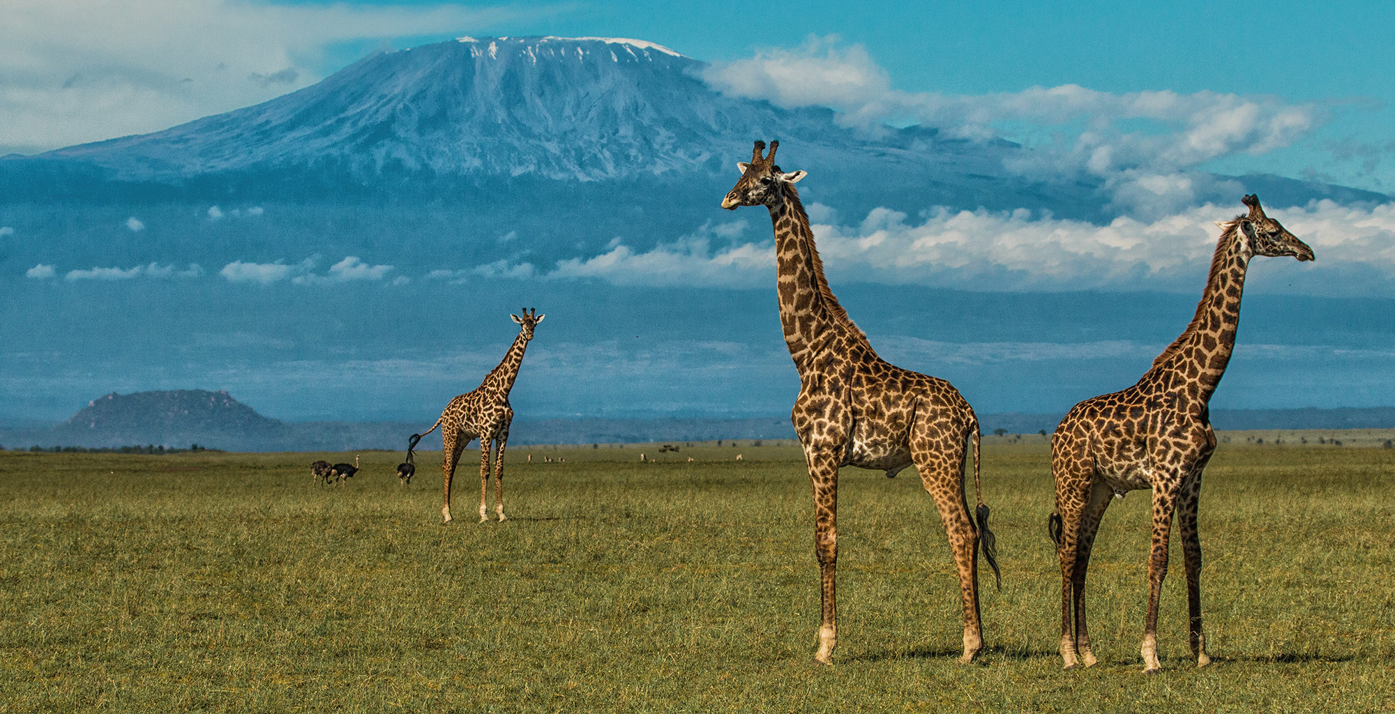 6 Seasonal Guide For Best Time to Visit Amboseli National Park