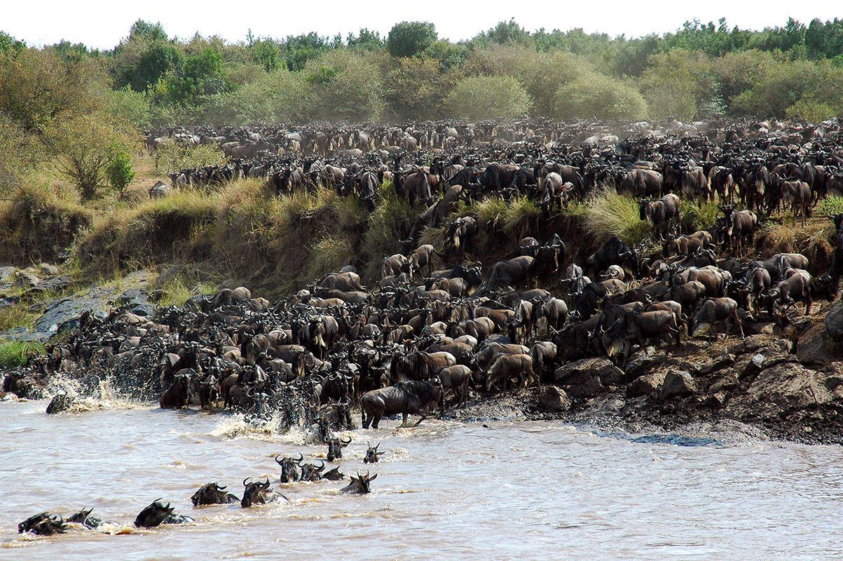 Where’s the Best Place to See the Wildebeest Migration?