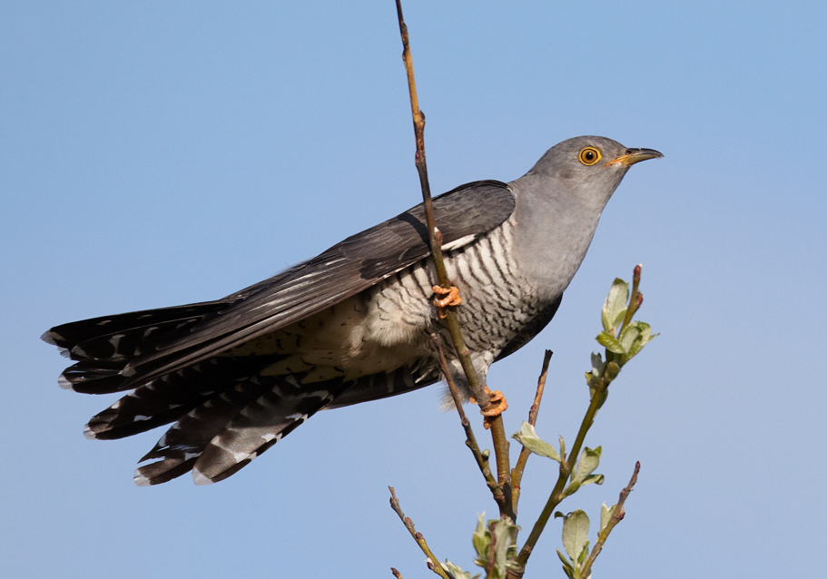 Birdlist In Tsavo West National Park