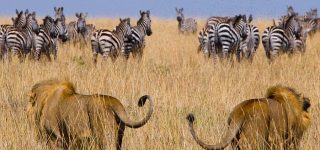Safaris in Kenya