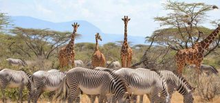 What are the Samburu special 5