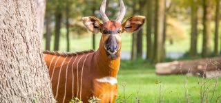 What rare animals are found in Kenya?