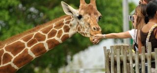 Things to do in Nairobi