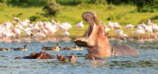Kenya Safari Tours Attractions