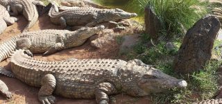 Mamba Village Park Nairobi
