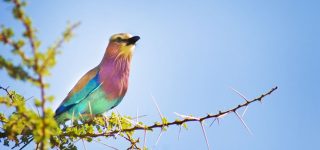 Birdwatching safaris in Nairobi National Park