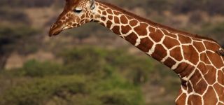 3 Kenyan Giraffes You Could See On Safari