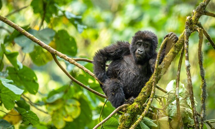 12 Days Uganda Adventure