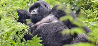 What you need to know about gorilla trekking in Uganda and Rwanda?