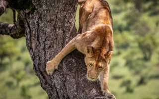 Tree Climbing Lions in East Africa
