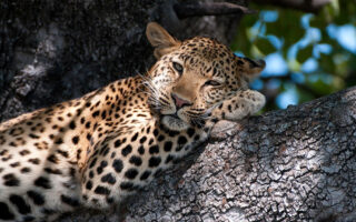 Leopard