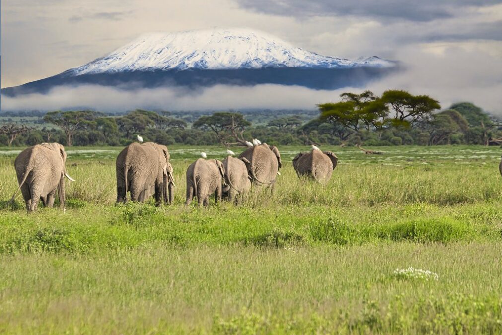 4 Days Nairobi and Amboseli safari