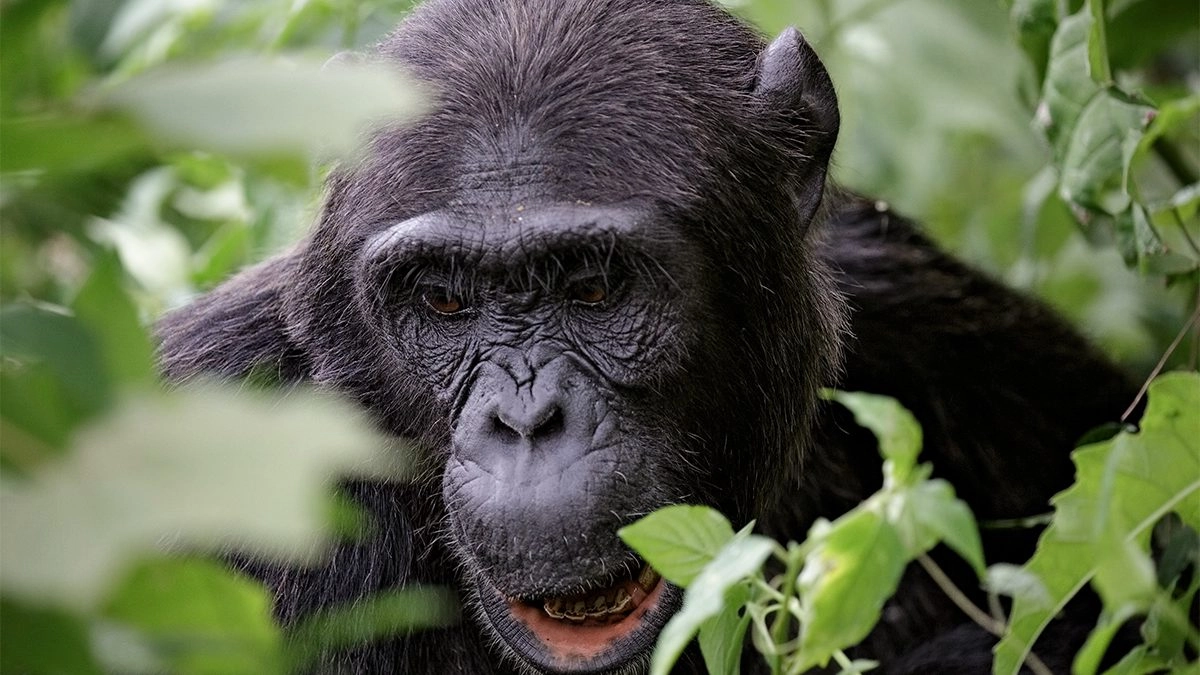 7 Days Uganda safari