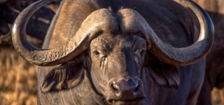 3 days Nairobi National Park and Tsavo West safari
