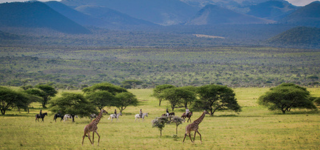 4 days Nairobi city tour and Chyulus hills safari

